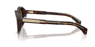 Moncler Me6012 Unisex Havana Round Sunglasses