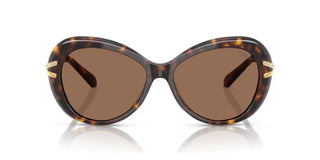 Swarovski SK6026 women Havana Butterfly Sunglasses